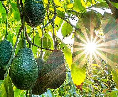 Photo courtesy of Eco Farms